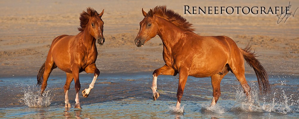 horse on beach